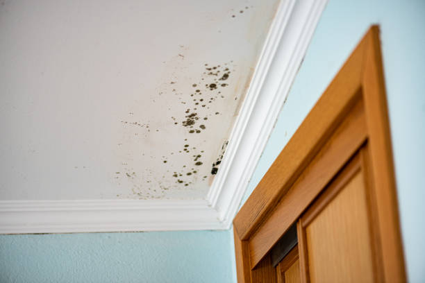 Professional Mold Inspection, Removal & Remediation in Scotts Valley, CA